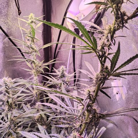 Cream Mandarine F1 Fast Version #1 growlog timeline photo