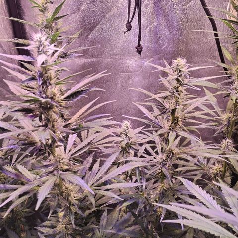 Cream Mandarine F1 Fast Version #1 growlog timeline photo