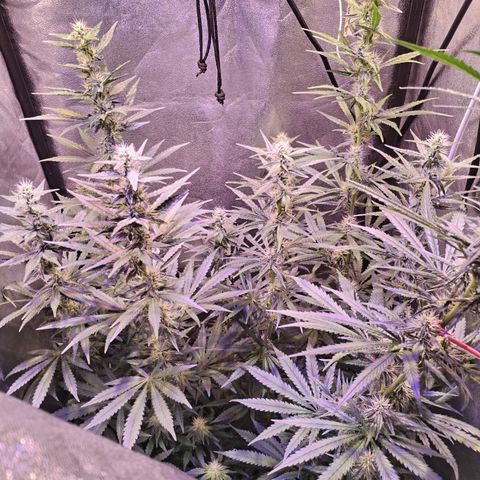Cream Mandarine F1 Fast Version #1 growlog timeline photo