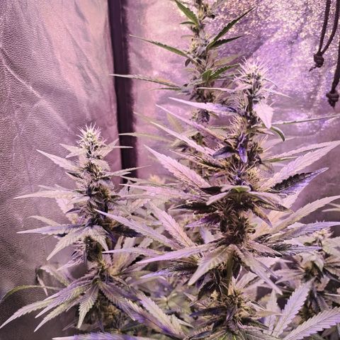 Cream Mandarine F1 Fast Version #1 growlog timeline photo