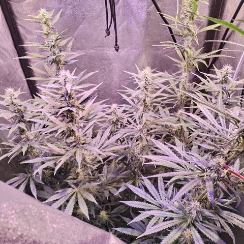 Cream Mandarine F1 Fast Version #1 growlog timeline photo