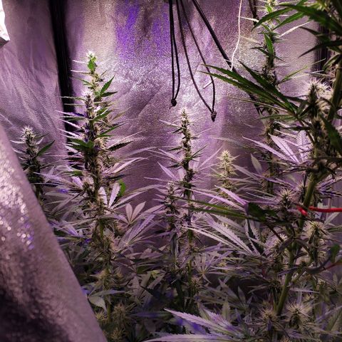 Cream Mandarine F1 Fast Version #1 growlog timeline photo