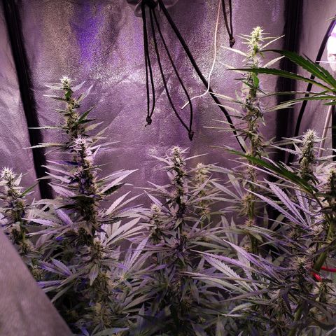 Cream Mandarine F1 Fast Version #1 growlog timeline photo