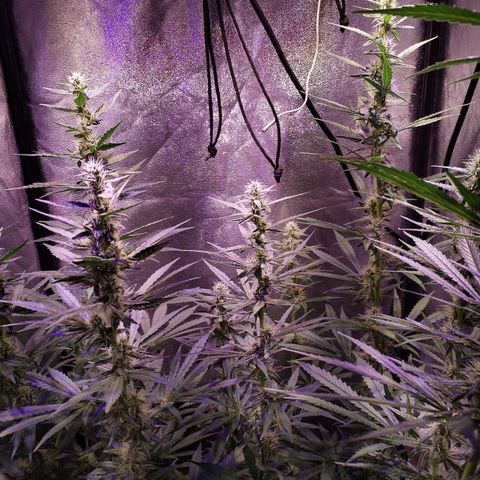 Cream Mandarine F1 Fast Version #1 growlog timeline photo
