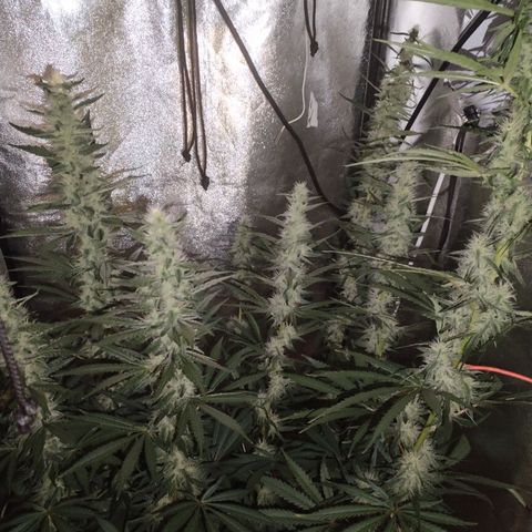 Cream Mandarine F1 Fast Version #1 growlog timeline photo