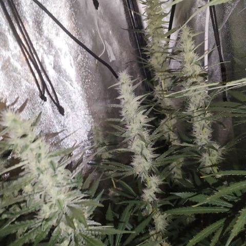 Cream Mandarine F1 Fast Version #1 growlog timeline photo