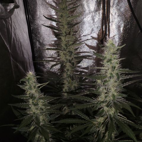Cream Mandarine F1 Fast Version #1 growlog timeline photo