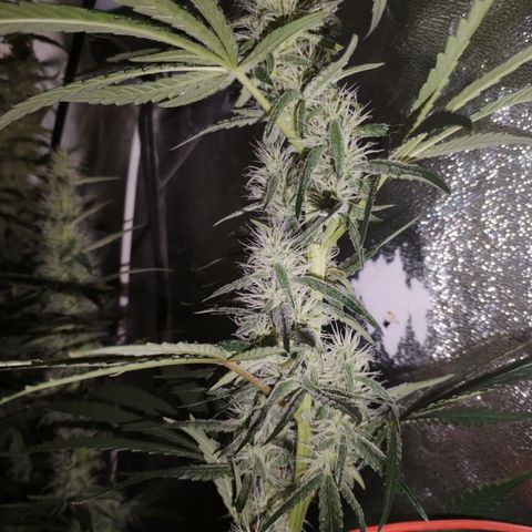 Cream Mandarine F1 Fast Version #1 growlog timeline photo