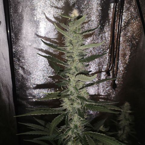 Cream Mandarine F1 Fast Version #1 growlog timeline photo