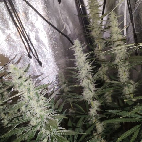 Cream Mandarine F1 Fast Version #1 growlog timeline photo