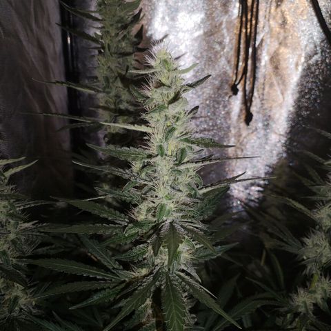 Cream Mandarine F1 Fast Version #1 growlog timeline photo