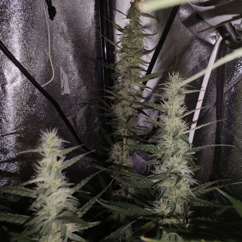 Cream Mandarine F1 Fast Version #1 growlog timeline photo