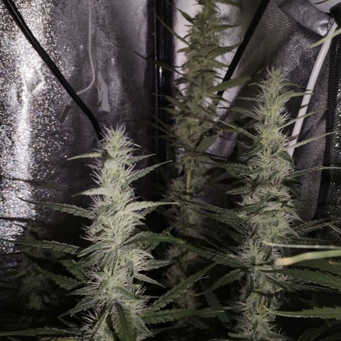 Cream Mandarine F1 Fast Version #1 growlog timeline photo