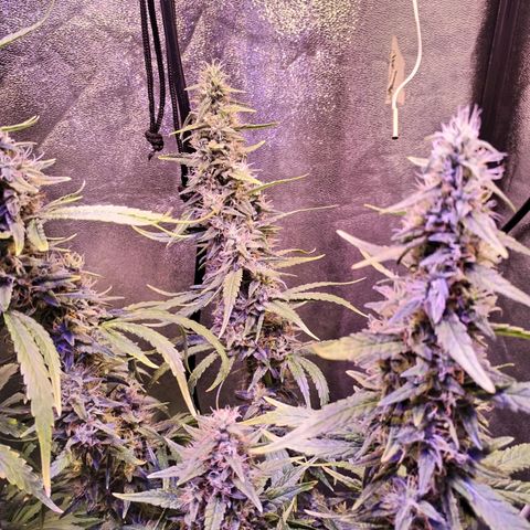 Cream Mandarine F1 Fast Version #1 growlog timeline photo