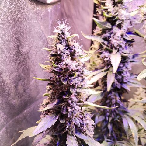 Cream Mandarine F1 Fast Version #1 growlog timeline photo