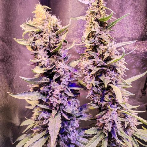 Cream Mandarine F1 Fast Version #1 growlog timeline photo