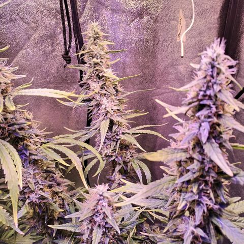Cream Mandarine F1 Fast Version #1 growlog timeline photo