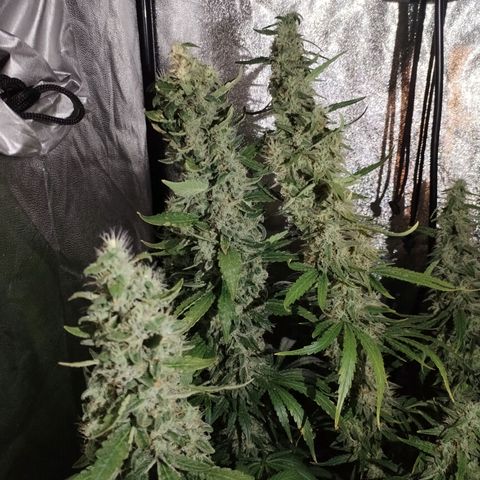 Cream Mandarine F1 Fast Version #1 growlog timeline photo