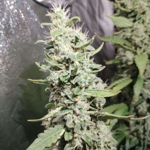 Cream Mandarine F1 Fast Version #1 growlog timeline photo