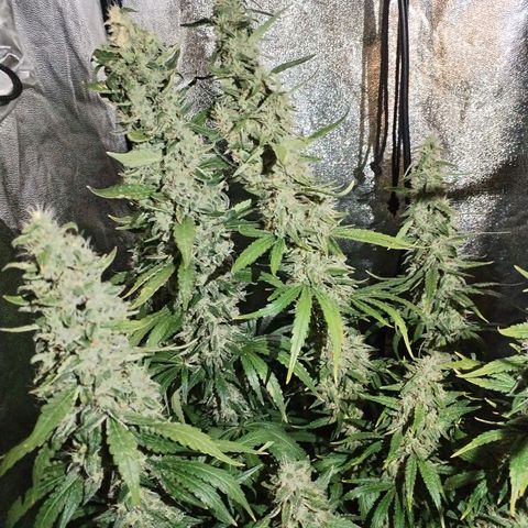 Cream Mandarine F1 Fast Version #1 growlog timeline photo