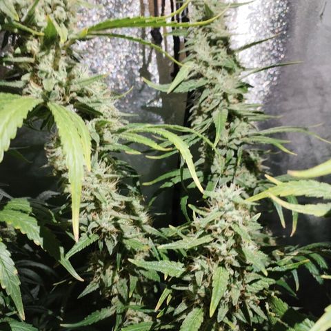 Cream Mandarine F1 Fast Version #1 growlog timeline photo