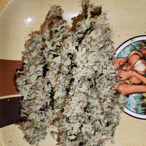 Cream Mandarine F1 Fast Version #1 growlog timeline photo