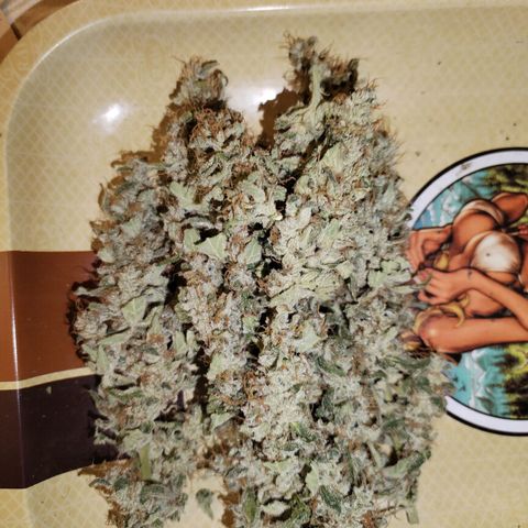 Cream Mandarine F1 Fast Version #1 growlog timeline photo