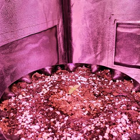 Tropicanna Poison Fast Version growlog timeline photo