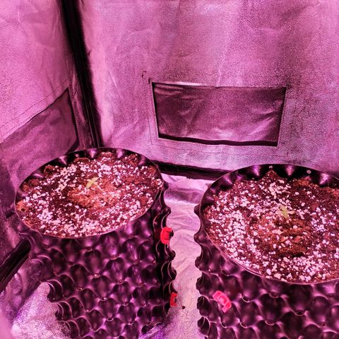 Tropicanna Poison Fast Version growlog timeline photo