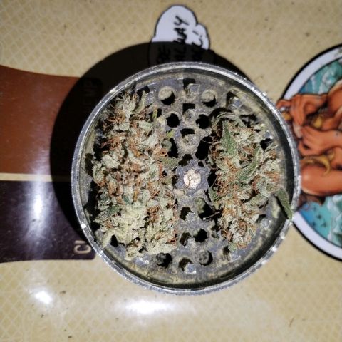 Cream Mandarine F1 Fast Version #1 growlog timeline photo