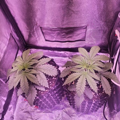 Tropicanna Poison Fast Version growlog timeline photo