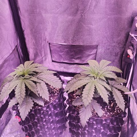 Tropicanna Poison Fast Version growlog timeline photo