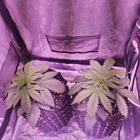 Tropicanna Poison Fast Version growlog timeline photo
