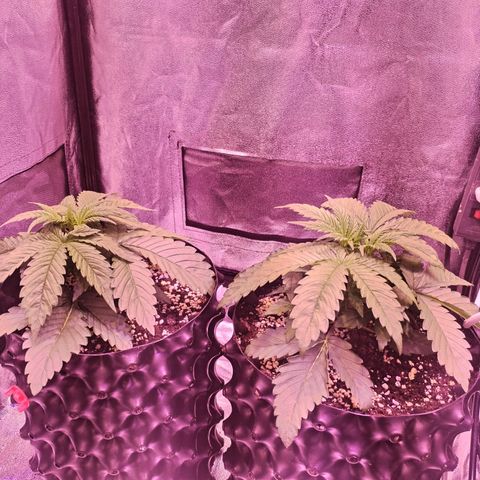 Tropicanna Poison Fast Version growlog timeline photo