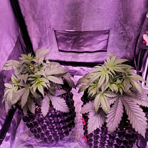 Tropicanna Poison Fast Version growlog timeline photo