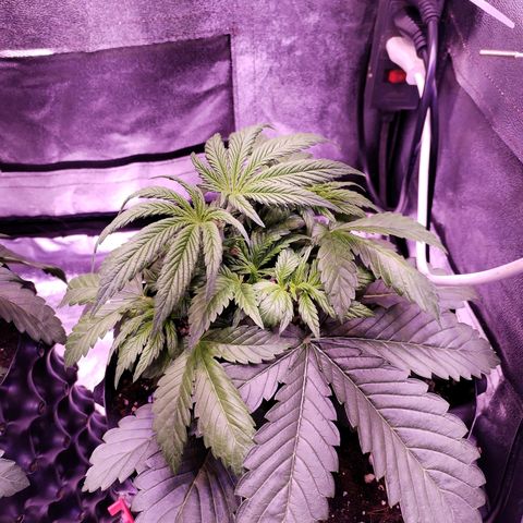 Tropicanna Poison Fast Version growlog timeline photo