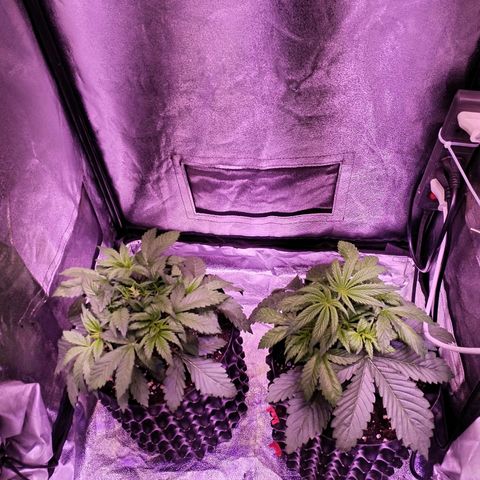 Tropicanna Poison Fast Version growlog timeline photo