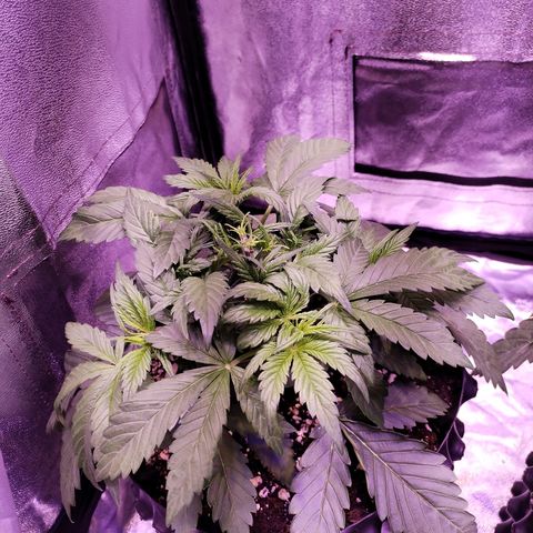 Tropicanna Poison Fast Version growlog timeline photo