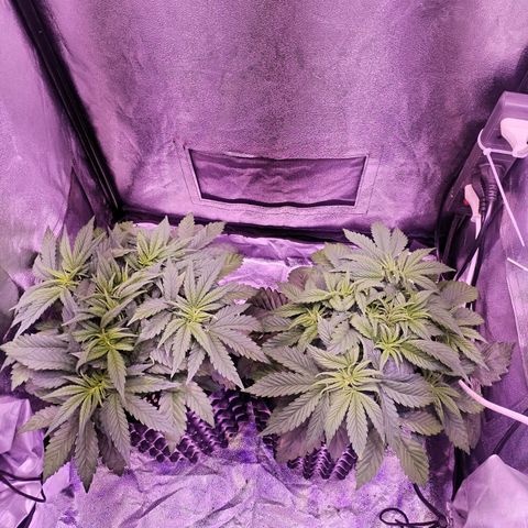 Tropicanna Poison Fast Version growlog timeline photo