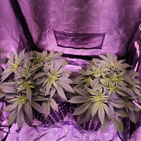 Tropicanna Poison Fast Version growlog timeline photo