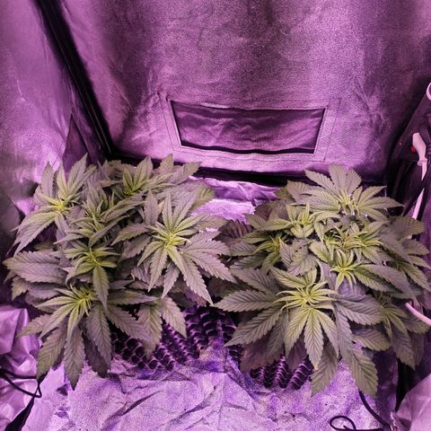 Tropicanna Poison Fast Version growlog timeline photo