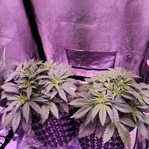 Tropicanna Poison Fast Version growlog timeline photo