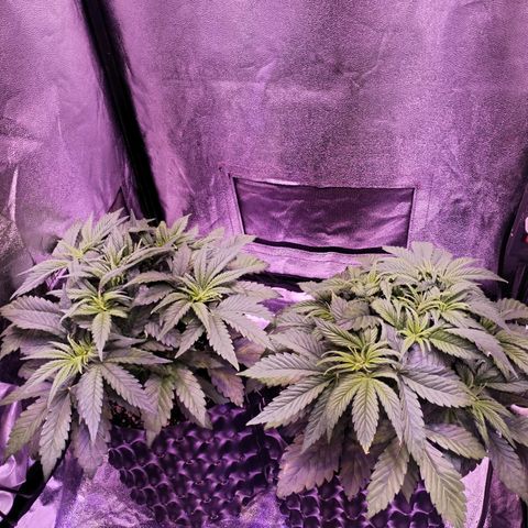 Tropicanna Poison Fast Version growlog timeline photo