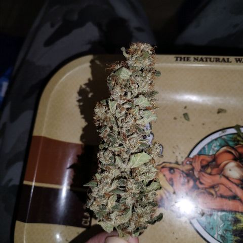 Cream Mandarine F1 Fast Version #1 growlog timeline photo