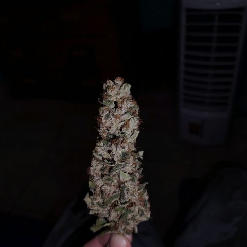 Cream Mandarine F1 Fast Version #1 growlog timeline photo