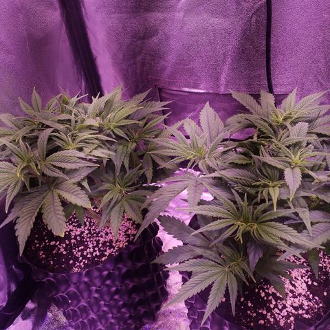 Tropicanna Poison Fast Version growlog timeline photo