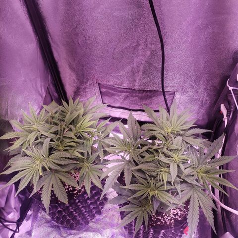 Tropicanna Poison Fast Version growlog timeline photo