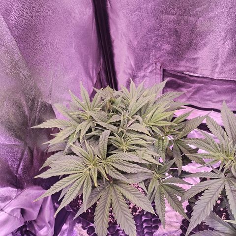 Tropicanna Poison Fast Version growlog timeline photo
