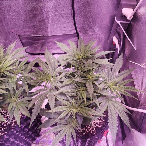 Tropicanna Poison Fast Version growlog timeline photo