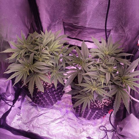 Tropicanna Poison Fast Version growlog timeline photo
